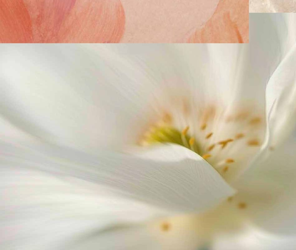 Detalle de un lirio blanco abierto